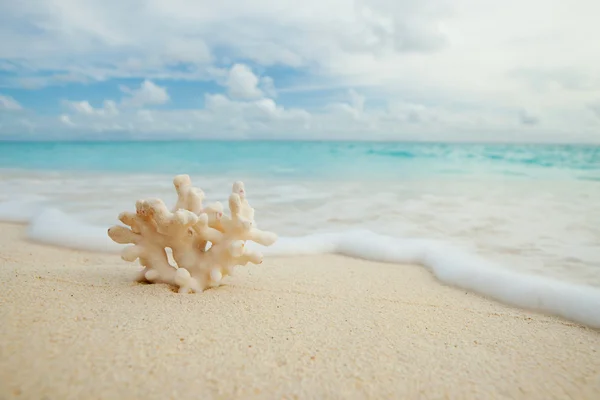 Coral en la playa — Foto de Stock