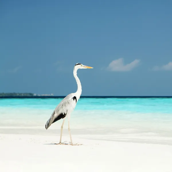 Grey Heron — Stock Photo, Image