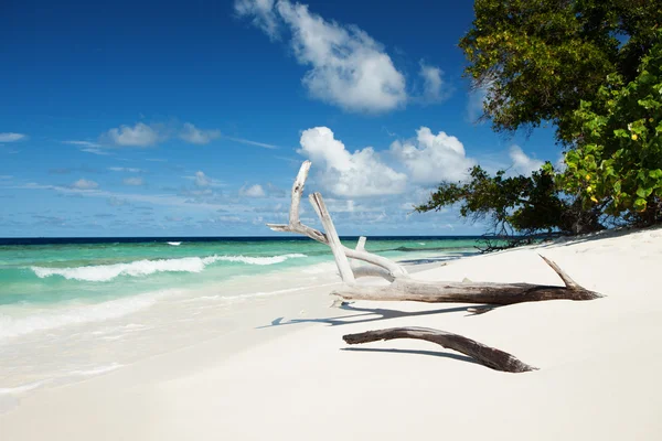 Playa tropical — Foto de Stock