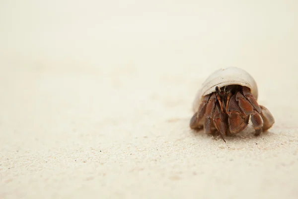 Poustevník krab na pláži — Stock fotografie