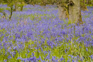 büyük ridge bluebells