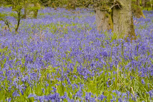 Μεγάλη κορυφογραμμή bluebells — Φωτογραφία Αρχείου