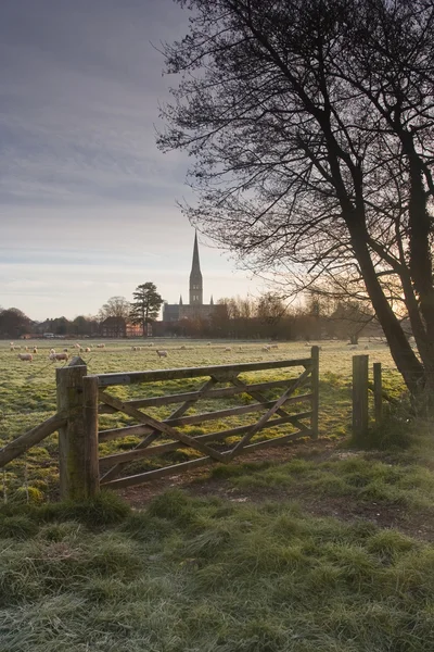 Salisbury Katedrali — Stok fotoğraf