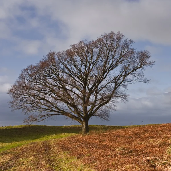 Anelli di Badbury — Foto Stock