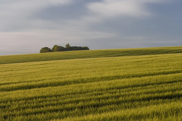 Wheat field dawn — Stock Photo, Image