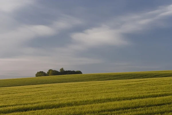 Wheat field dawn — Stock Photo, Image