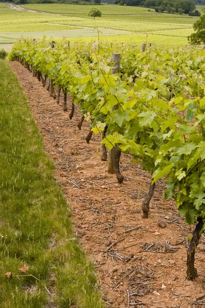 Виноградники Saumur — стокове фото