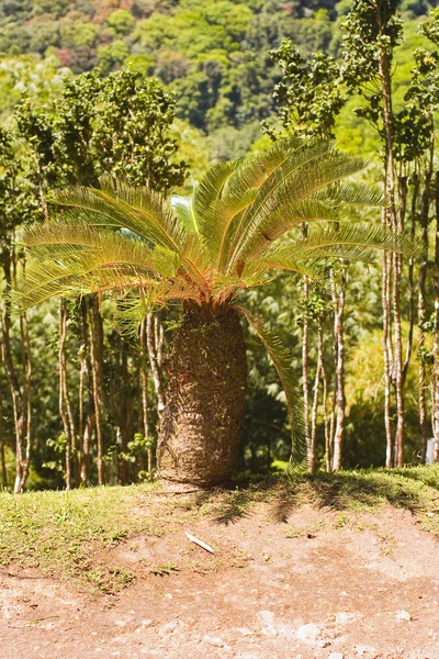 Typiska Palm tree — Stockfoto