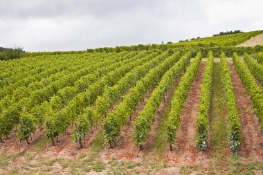 Alsace üzüm bağları satırları