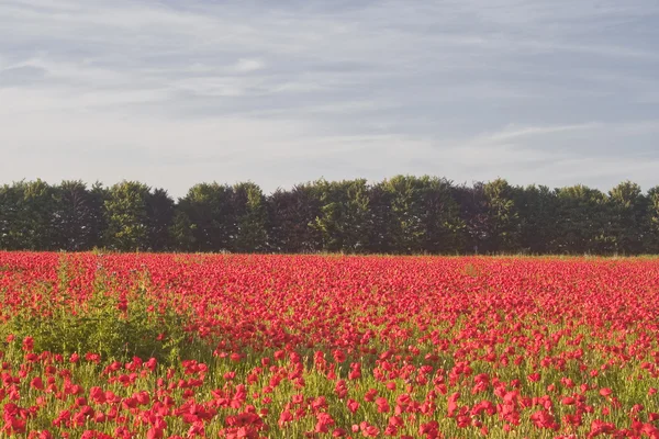 Schöne Mohnblumen Feld — Stockfoto