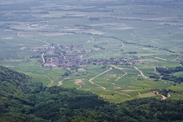 Huge vineyards in Alsace region — Stock Photo, Image