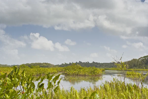 Překrásné jezero ve Francouzské Guyaně — Stock fotografie