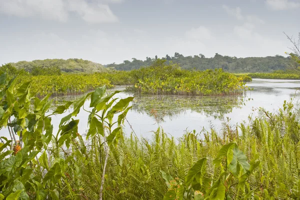 Gyönyörű tó, Francia Guyana — Stock Fotó