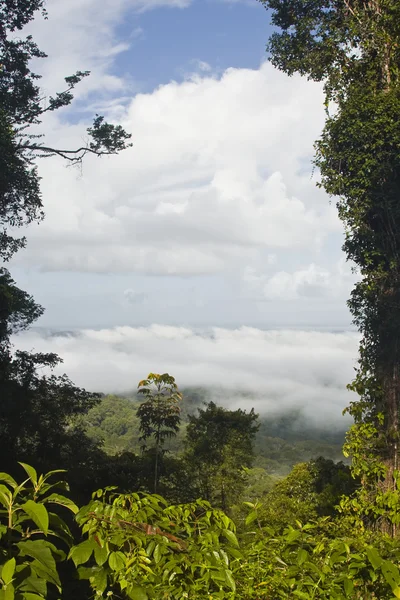 雨林中法属圭亚那 — 图库照片