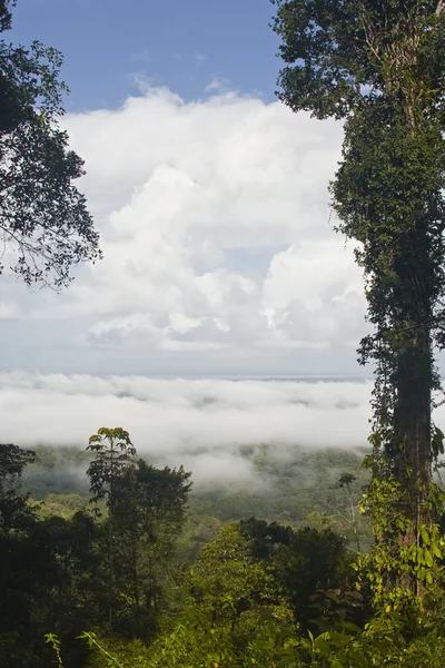 Selva tropical de Guayana Francesa — Foto de Stock