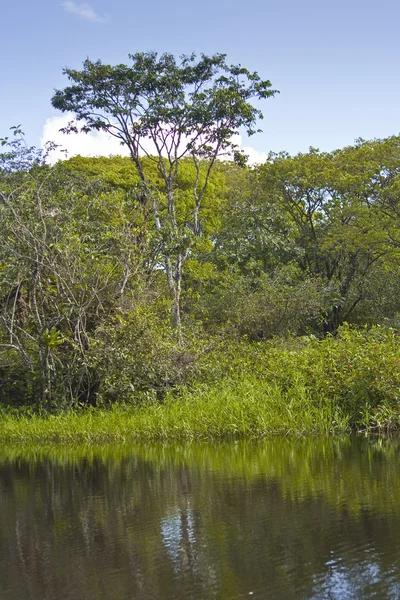 Hermoso lago en Guayana Francesa — Foto de Stock