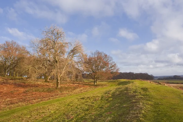 Paesaggio autunnale con alberi — Foto Stock