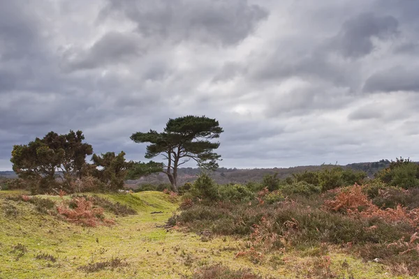 Herbst neuer Wald in Hampshire — Stockfoto