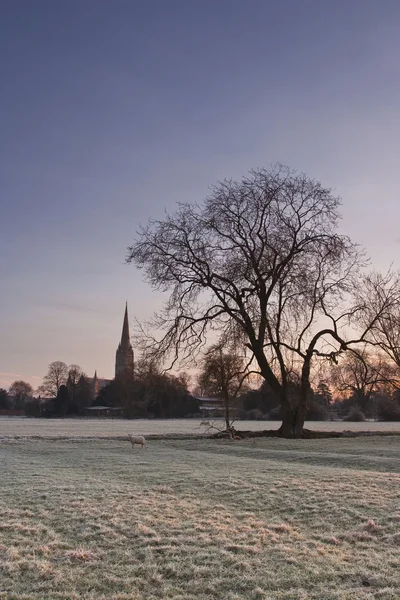 Salisbury cathedral across  meadows — Stock Photo, Image