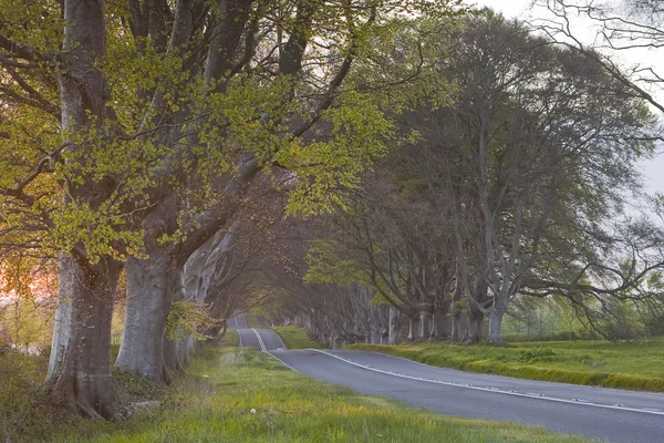 Beech avenue at Kingston Lacy — Stock Photo, Image