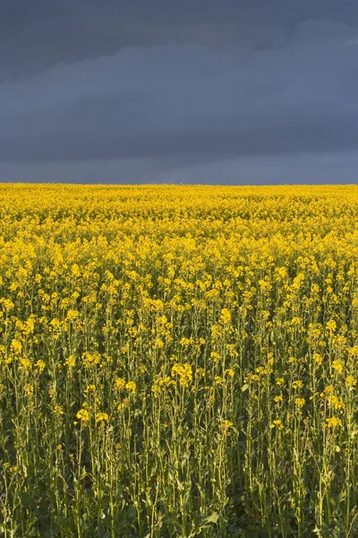 Clouds over rapeseed field — Stock Photo, Image