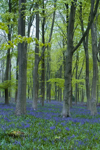 너도 밤나무 나무 아래 bluebells — 스톡 사진