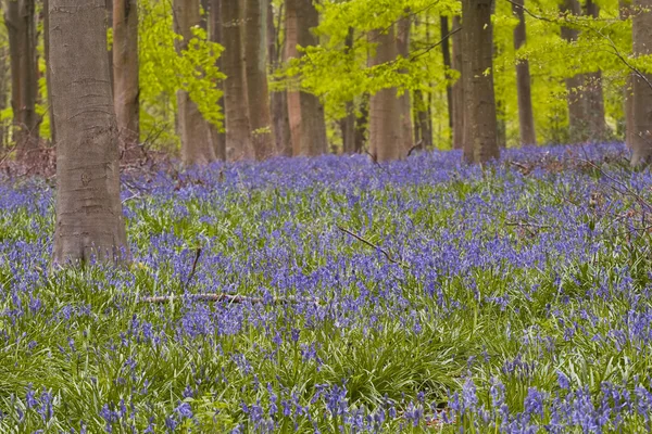 너도 밤나무 나무 아래 bluebells — 스톡 사진