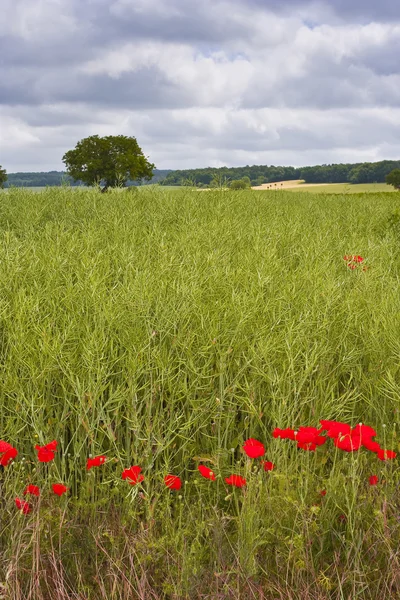 Feld im Loire-Tal — Stockfoto