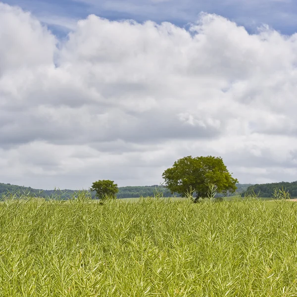 Growing Vineyards in Saumur — Stock Photo, Image