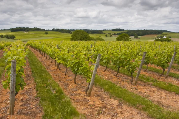 Вирощування виноградників у місті Saumur — стокове фото