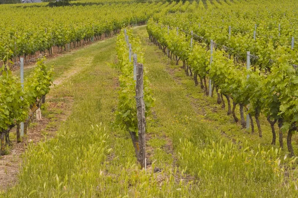 Вирощування виноградників у місті Saumur — стокове фото