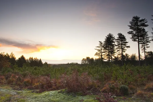 黎明时分的美丽新森林。 免版税图库图片