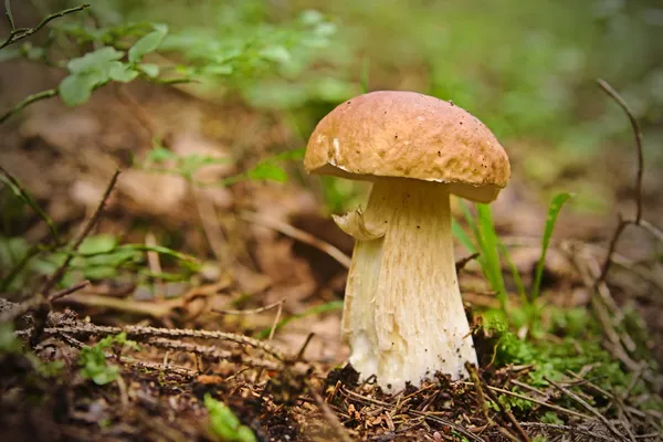 White mushroom — Stock Photo, Image