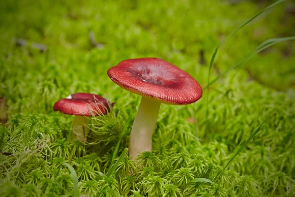 Russules in the moss — Stock Photo, Image