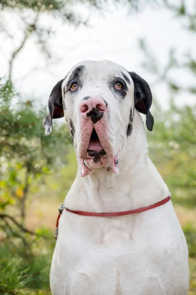 Harlequin great dane — Fotografie, imagine de stoc