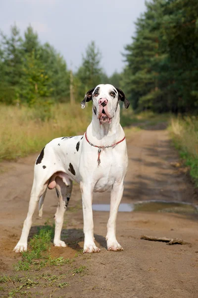 Harlequin great dane — Stock Photo, Image