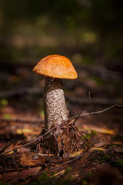 Pomarańczowy czapka Borowik — Zdjęcie stockowe