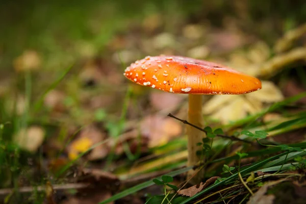 Fly-agaric — Stock Photo, Image