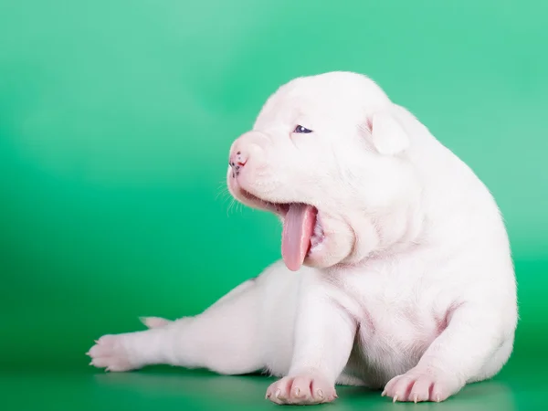 White puppy yawning