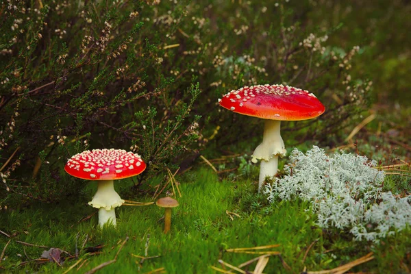 Fly-agaric — Stock fotografie