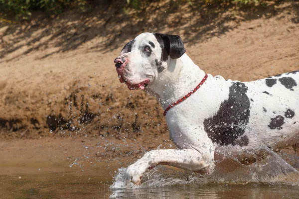 Σκύλος στο νερό — Φωτογραφία Αρχείου