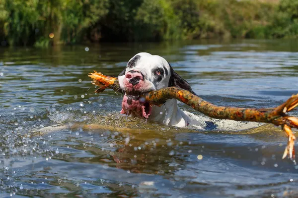 Cão na água — Fotografia de Stock