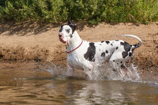 Hond in het water Stockfoto