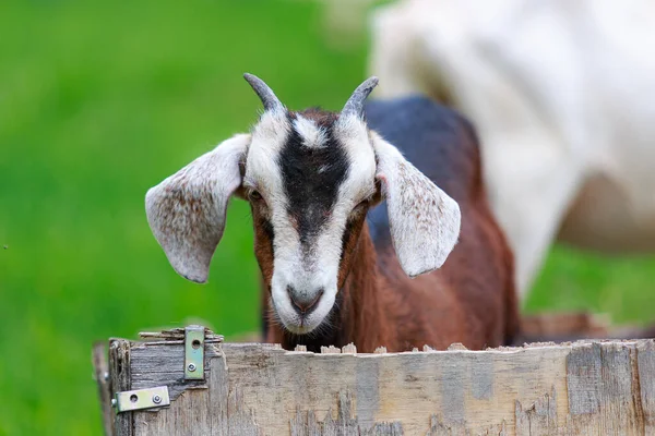 Purebred Nubian Horned Baby Goat Wood Box — Stock Photo, Image