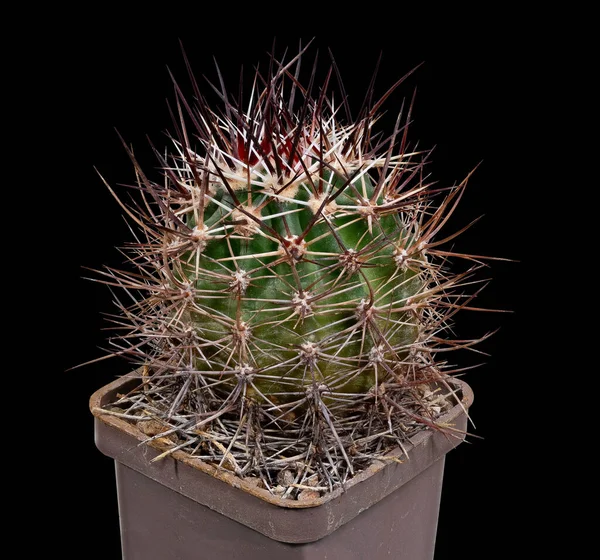 Plant Cactus Echinocactus Ferreidonus Lindsay Latijnse Naam Geboorteplaats Van Amerika — Stockfoto