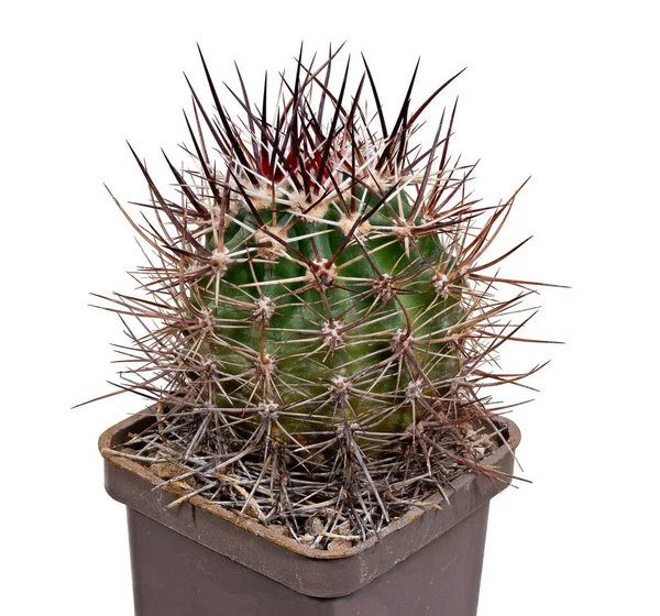 Plant Cactus Echinocactus Ferreidonus Lindsay Latim Birthplace America Pode Servir — Fotografia de Stock