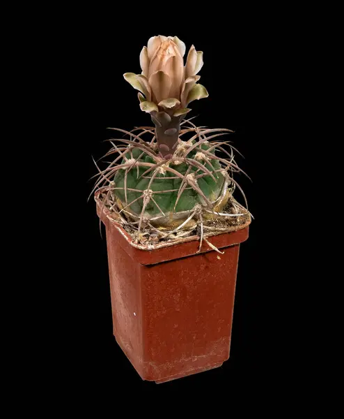Plant Blooms Cactus Gymnocalicium Mazanense Polycephalum Latin Name Birthplace America — Foto de Stock