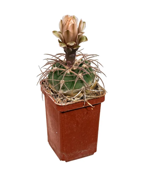 Plant Blooms Cactus Gymnocalicium Mazanense Polycephalum Latin Name Birthplace America — Foto de Stock