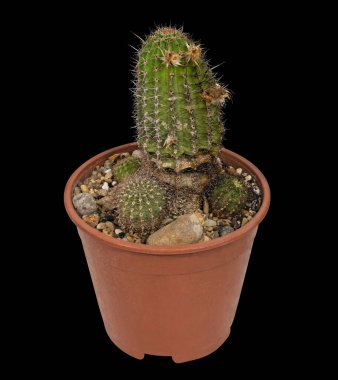 Bitki, Kaktüs Echinopsis (Latince adı), solgun tomurcuklu. Güney Amerika, Growth 'un anavatanı. Herhangi bir koleksiyon için bir madalya olarak hizmet edebilir. Siyah Arkaplanda İzole Edilmiş 