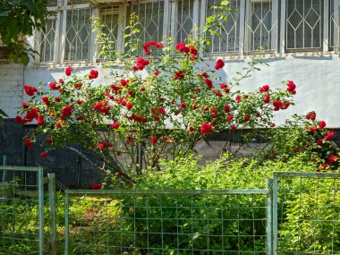 Lush Red Buds Adorn the Tea Rose Bush (Rosa Kodorata), Yerel Bölgenin Latince adı 